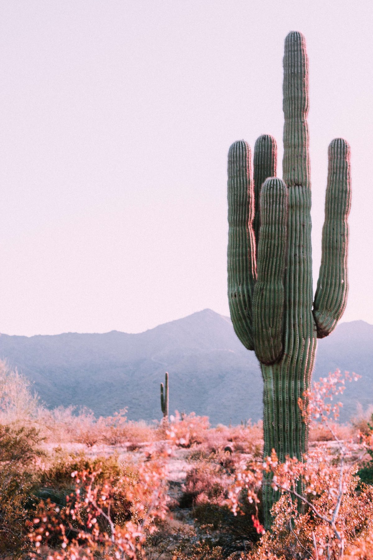 Saguaro cactus